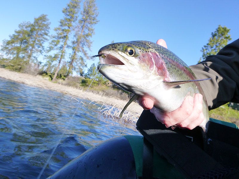 Amber Lake Fishing Report 4.7.17