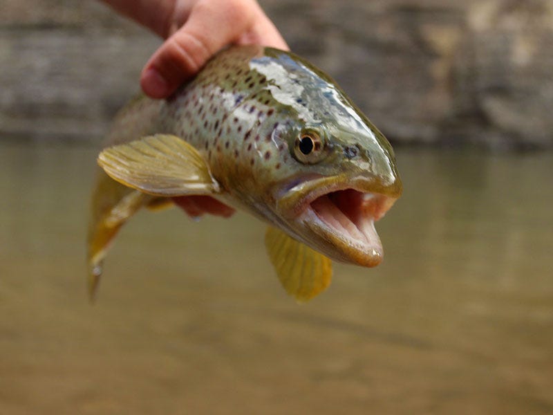 Smith River Fishing Report 4.10.2017