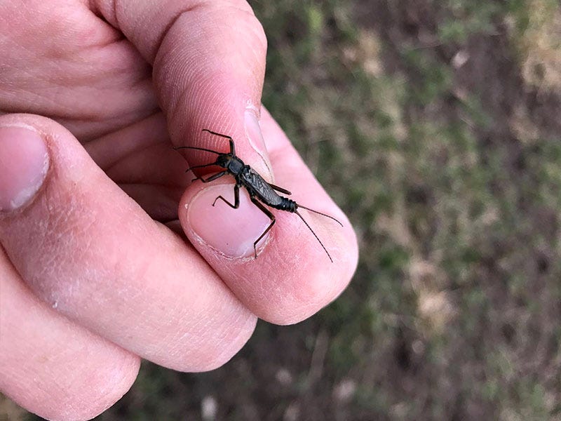 great-falls-fishing-report-4-10-17d