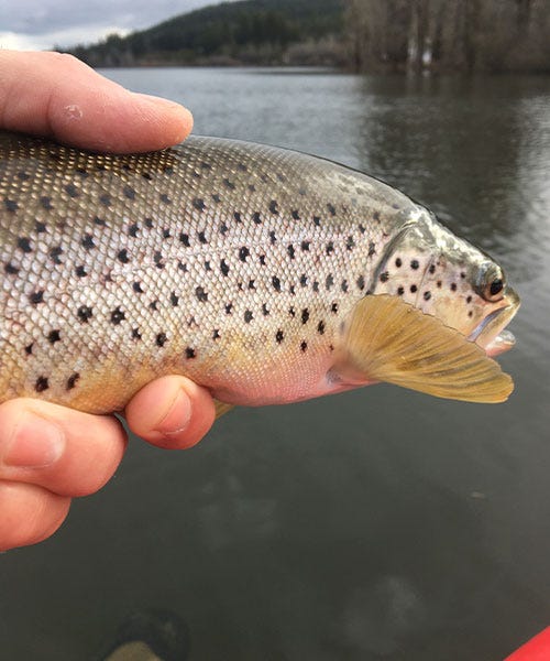 ponderay-rod-review-dillion-4