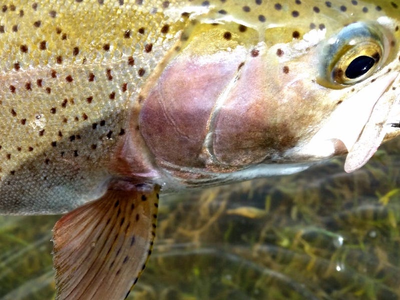 Missouri River Fishing Report 5.15.2017