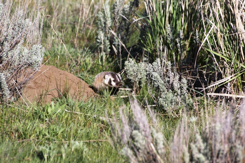 duley-lake-baby-badger