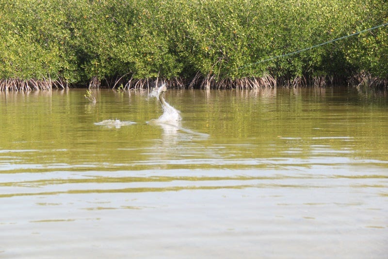 fly-fishing-on-isla-holbox-10