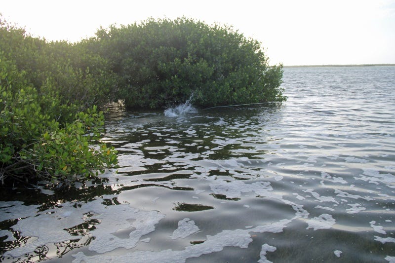 fly-fishing-on-isla-holbox-6