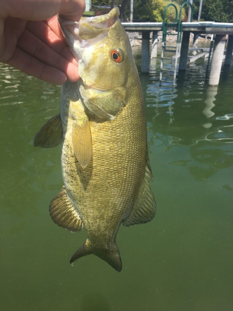 lake-pend-oreille-fishing-report-1