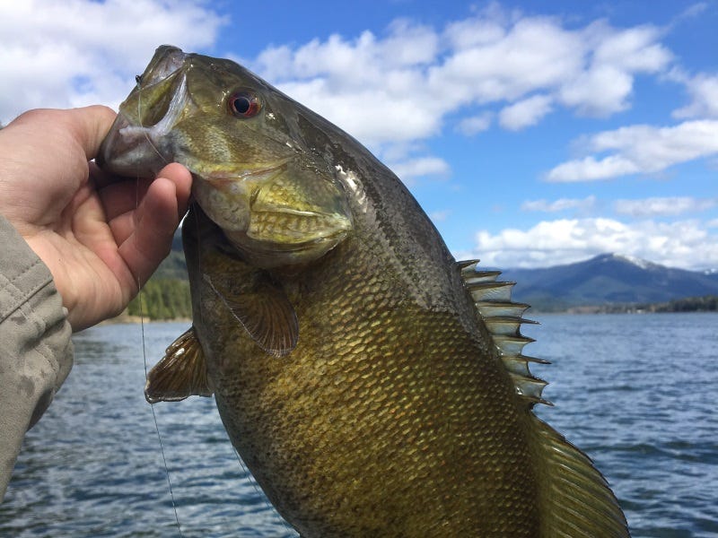 Lake Pend Oreille Fishing Report 5-18-17