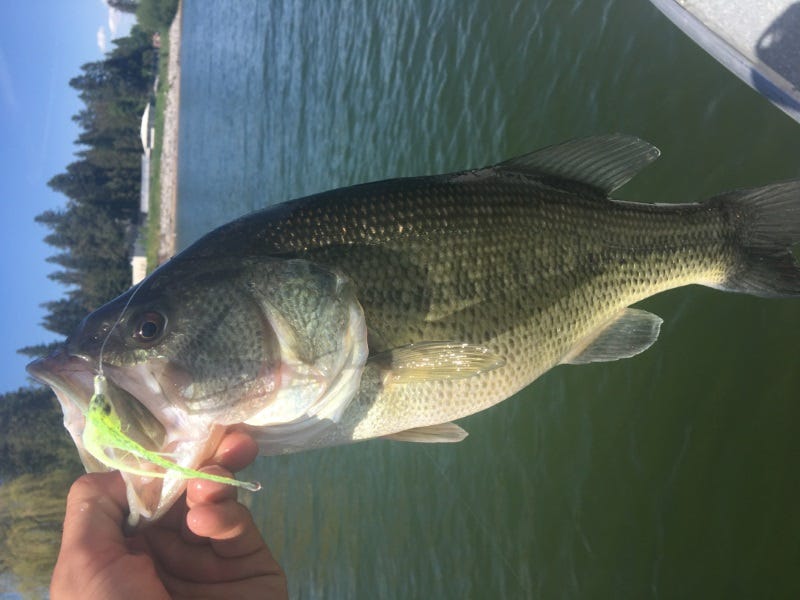 Lake Pend Oreille Fishing Report 5.24.17