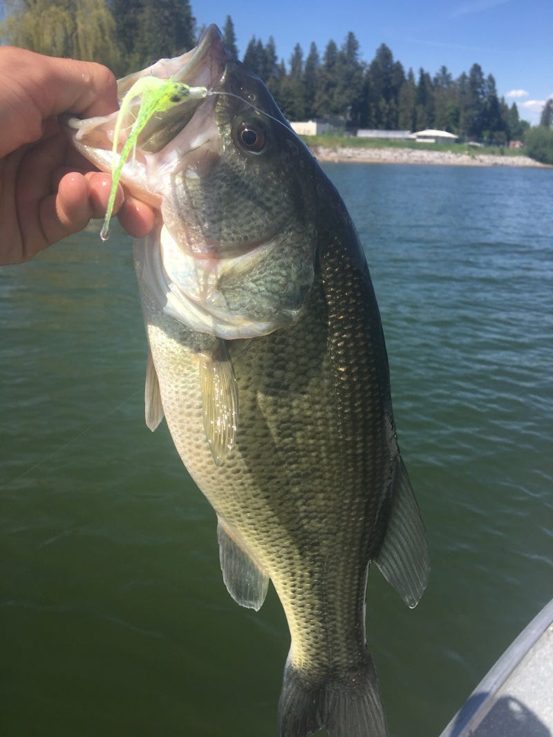 lake-pend-oreille-fishing-report-3