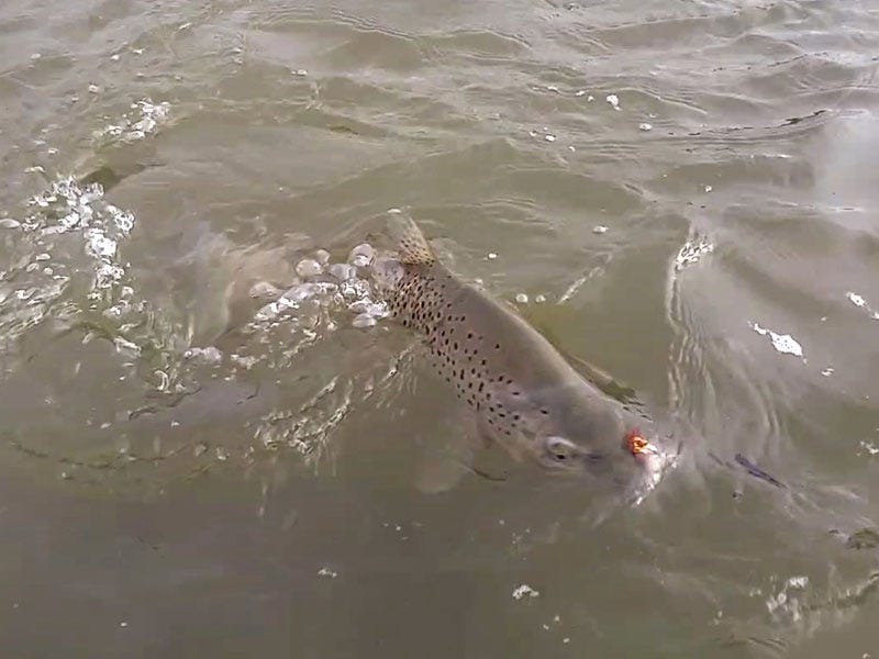 Missouri River Fishing Report 5.4.2017