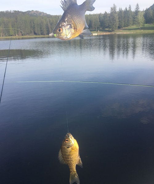 why-to-catch-small-fish