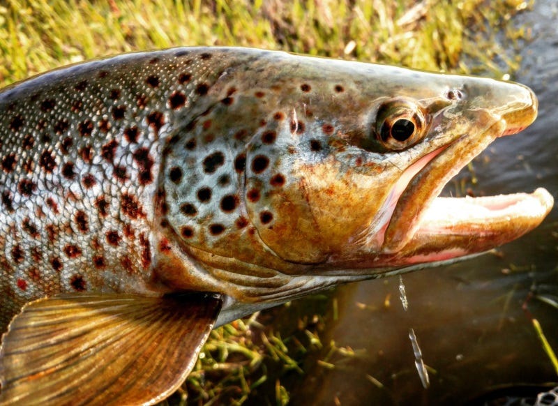 crayfish-patterns-fly-fishing-2