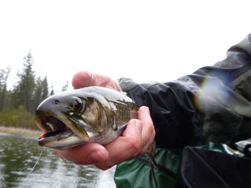 fish-lake-report
