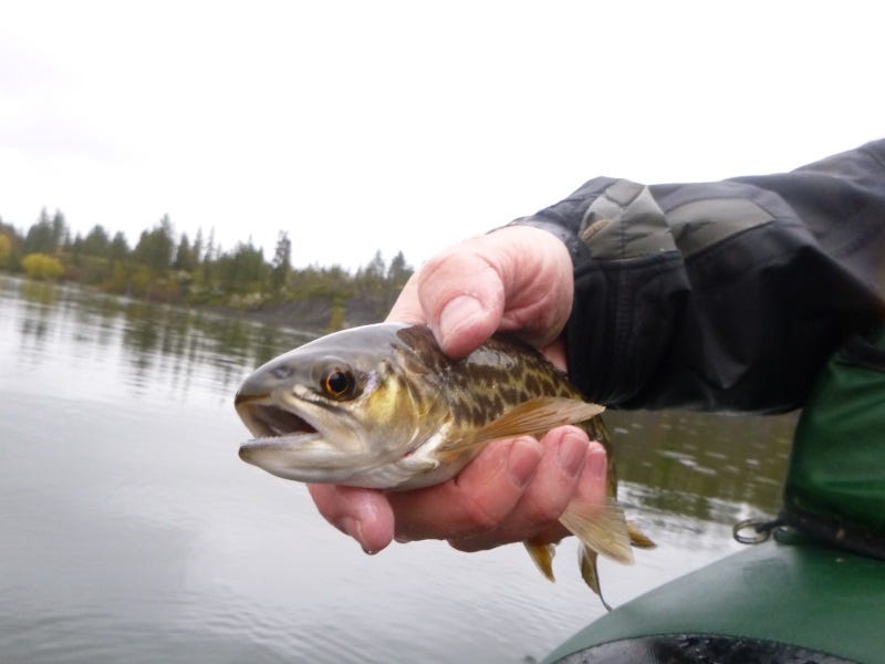 Fish Lake Fishing Report 5.11.17