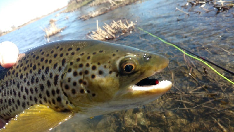 fly-fishing-in-high-water-how-to