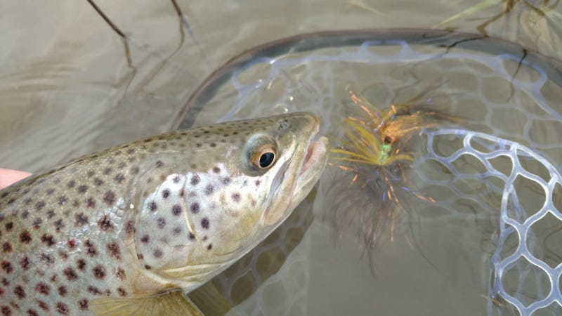 fly-fishing-tactics-for-high-water-2