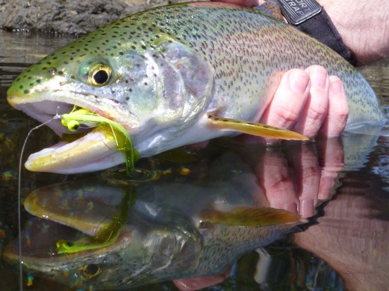 Sea-Run Salvation: Catching Cutties in the Puget Sound