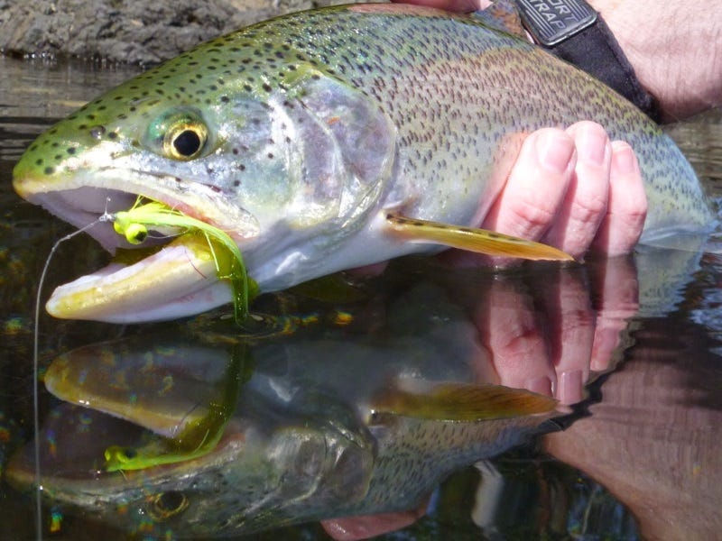 Fourth Annual Trout and About in Sandpoint
