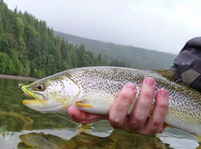 fly-fishing-the-puget-sound-3