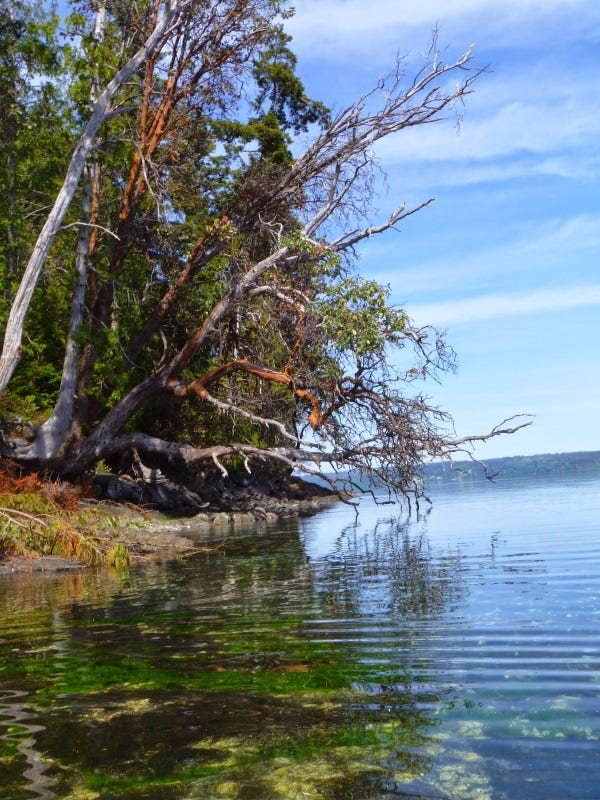 fly-fishing-the-puget-sound-4