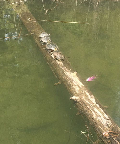 fly-shop-river-report-sandpoint-4