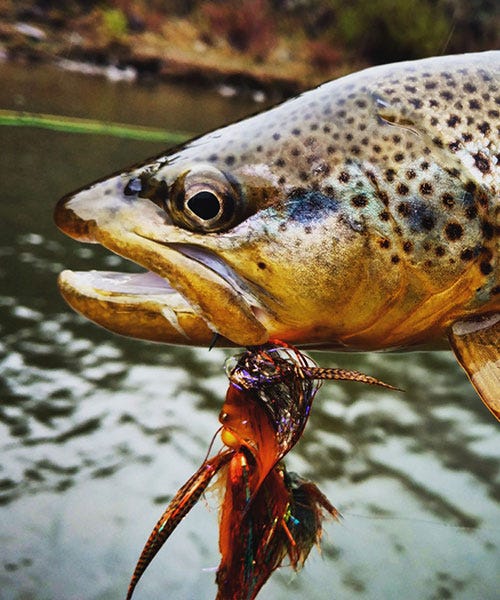 fishing report missouri river