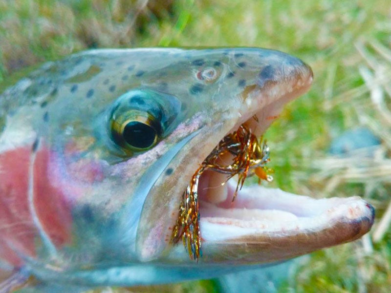 Fly Fishing with Two Streamers: Throwing the Cabbage & Beef