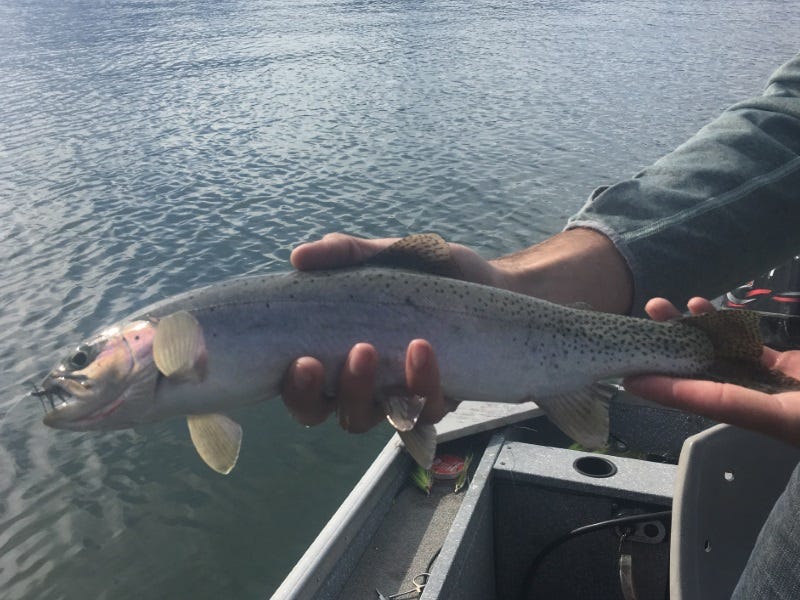 Lake Pend Oreille Fishing Report 5-23-17