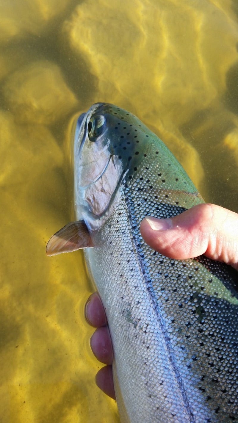 missouri-river-fishing-report-may-2017-1