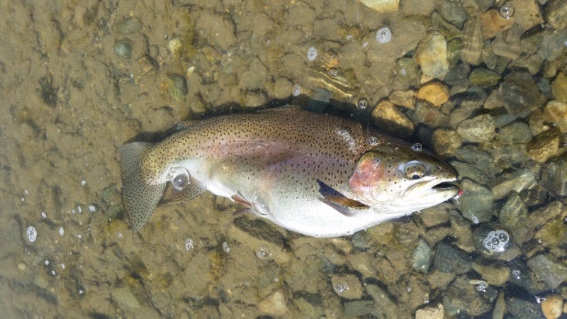 missouri-river-fishing-report-may-2017-2
