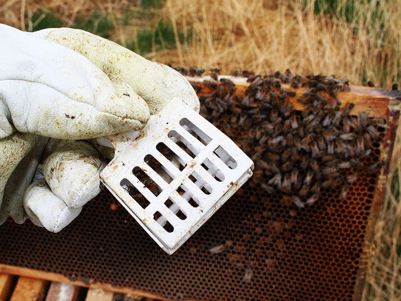 spring_hives_b