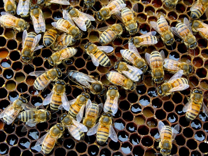 spring_hives_c