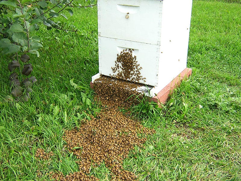 spring_hives_h