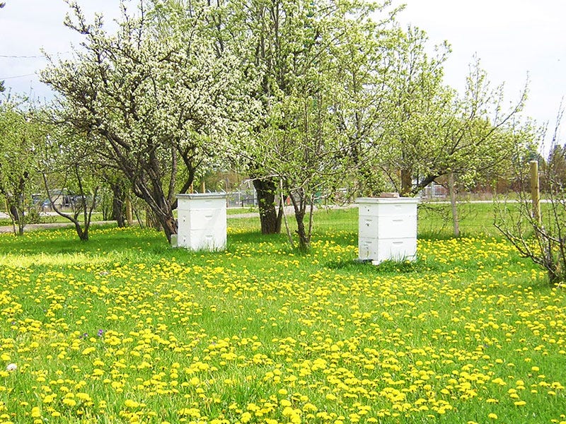 spring_hives_i