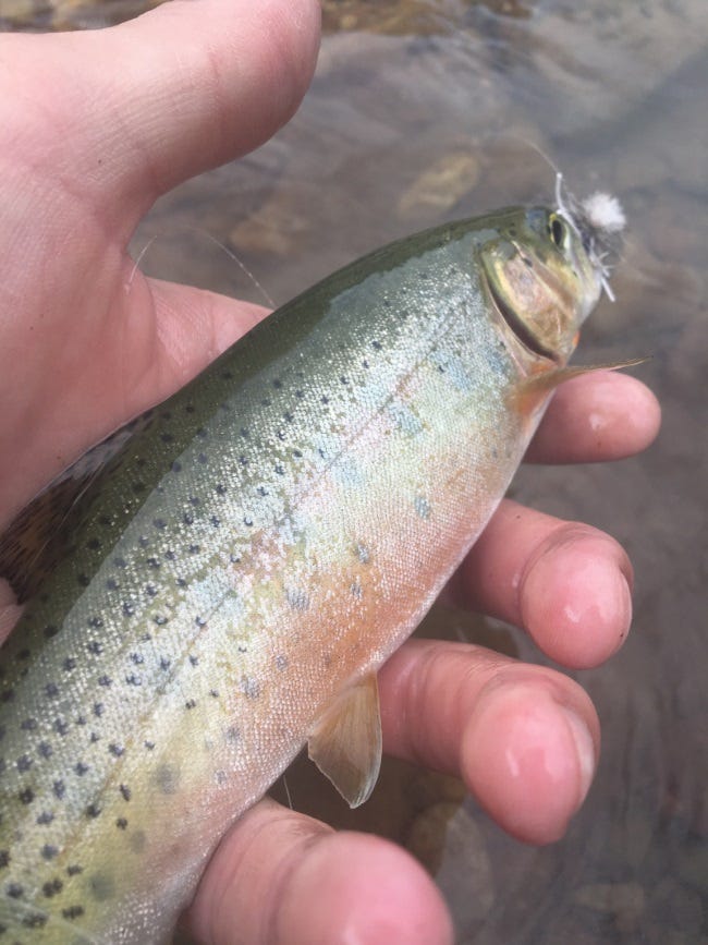 coeur-dalene-river-fishing-report-2