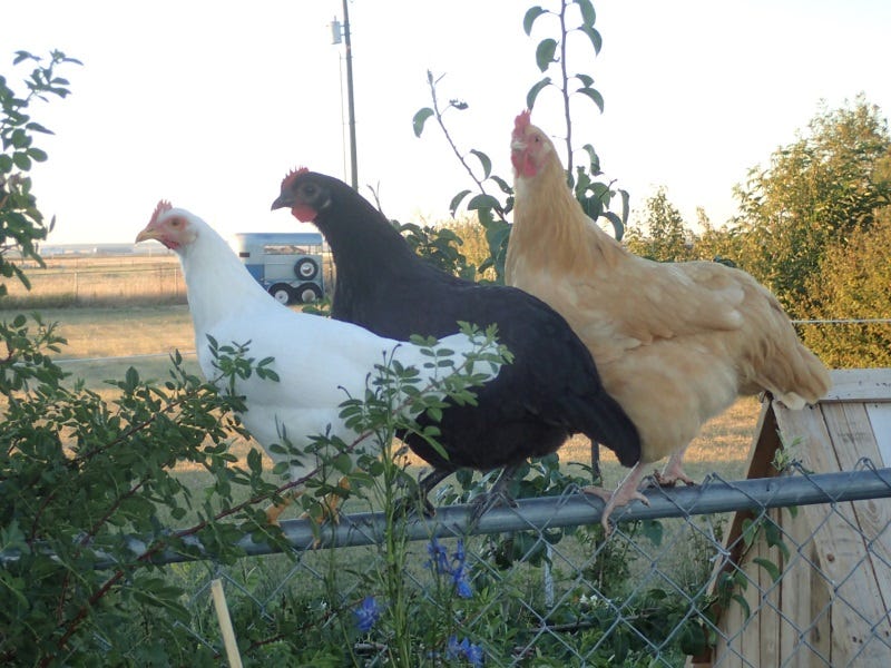 chickens-composting-spider-eating-weeds-2.