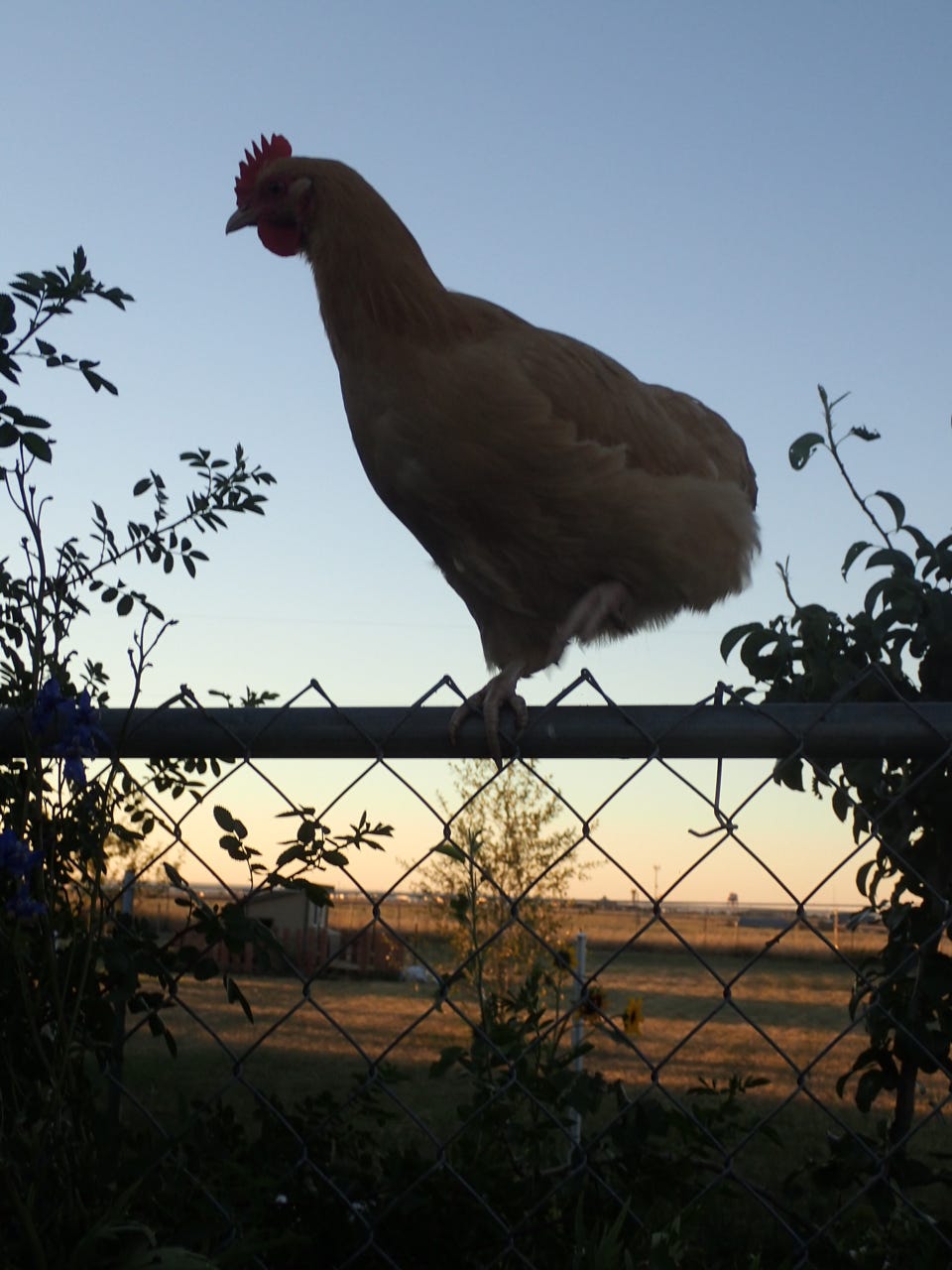 chickens--spider-eating-weeds-2