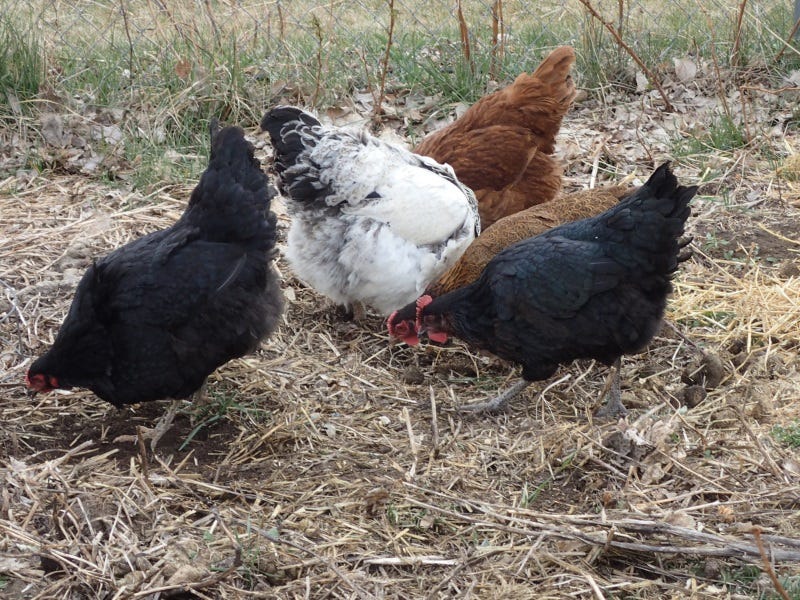 chickens--spider-eating-weeds-2.