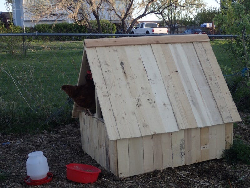 chickens-composting-spider---2.