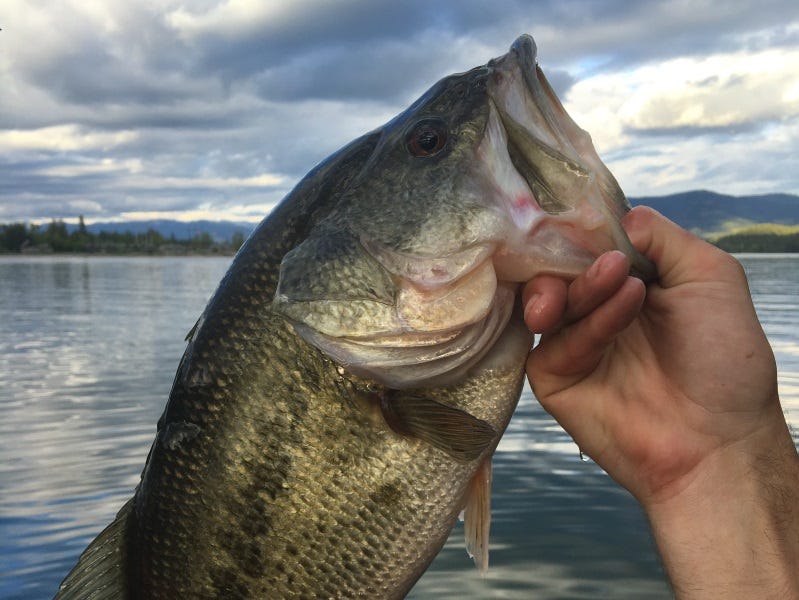 Fly Fishing for Bass 101 Presentation: Sandpoint Fly Shop