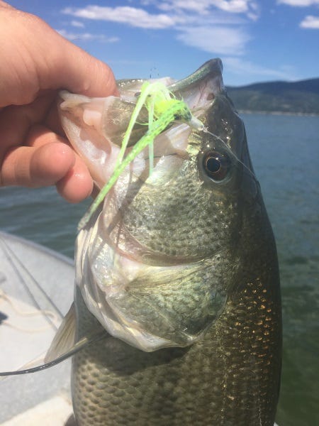 fly-fishing-for-bass-3