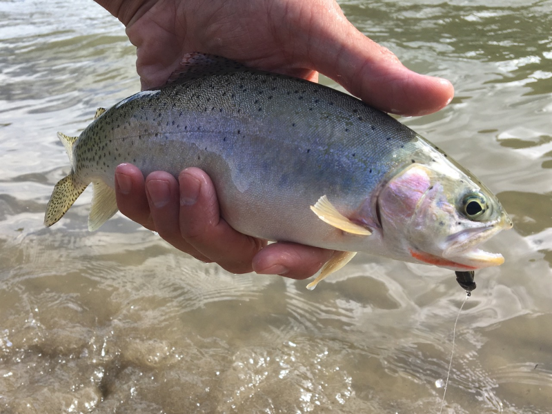 methow river fishing report (2)
