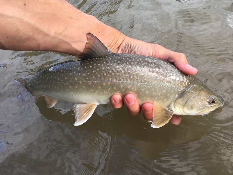 Methow River Fishing Report 6.16.2017