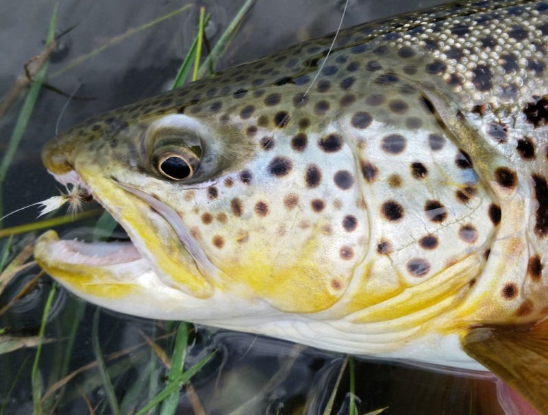 missouri river fishing report (1)