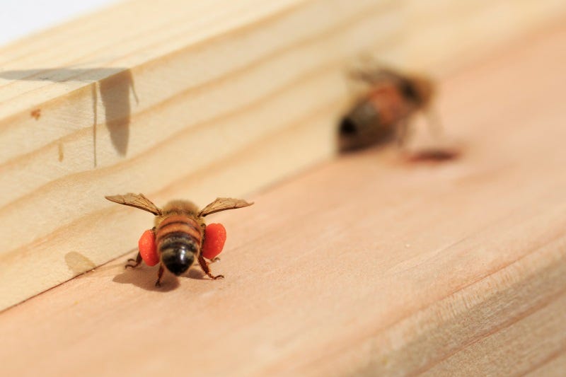 new queen bees