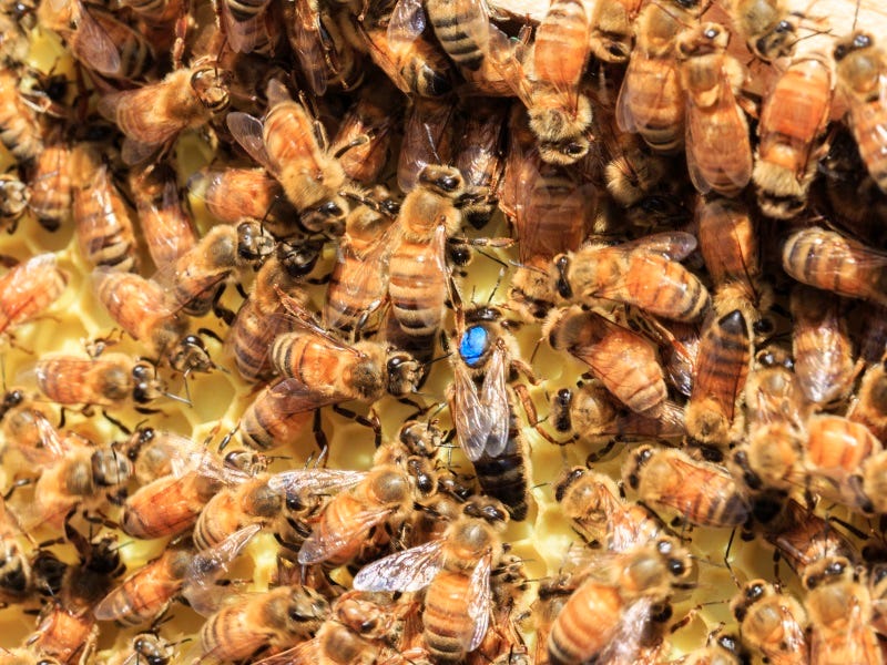 Queen Bee Replacement: How to Requeen your Beehive