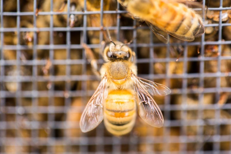 requeening-a-beehive-4
