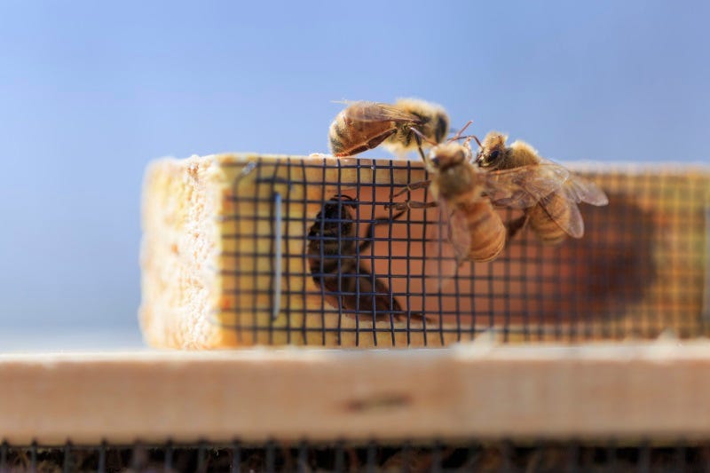 replacing the queen in a bee hive