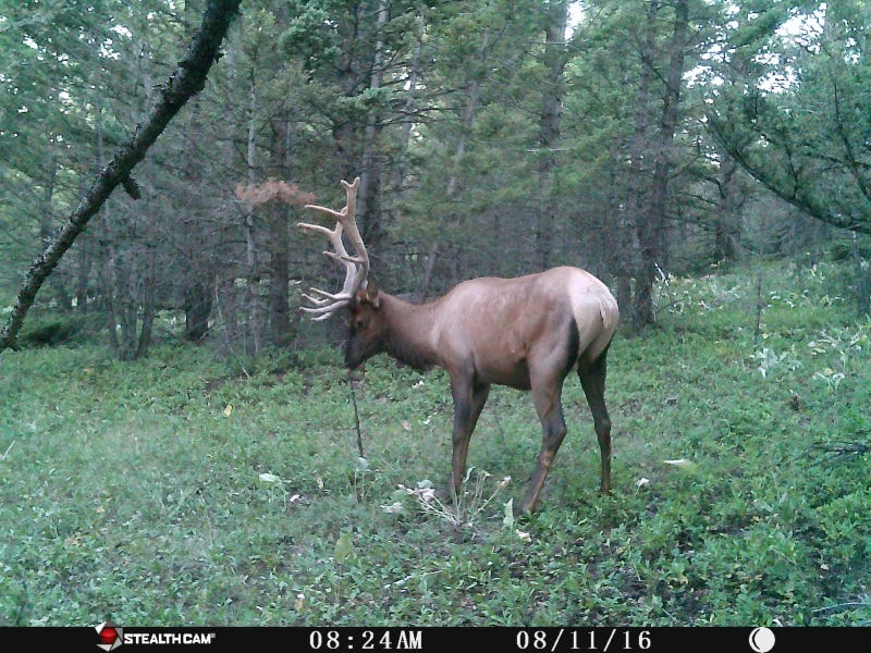 How to Scout and Plan Your Next Fall Hunt