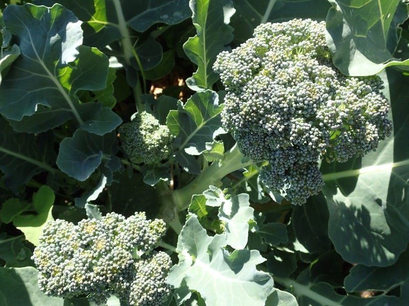 Broccoli-has-far-fewer-problems-with-bugs-or-bitterness-in-the-fall.
