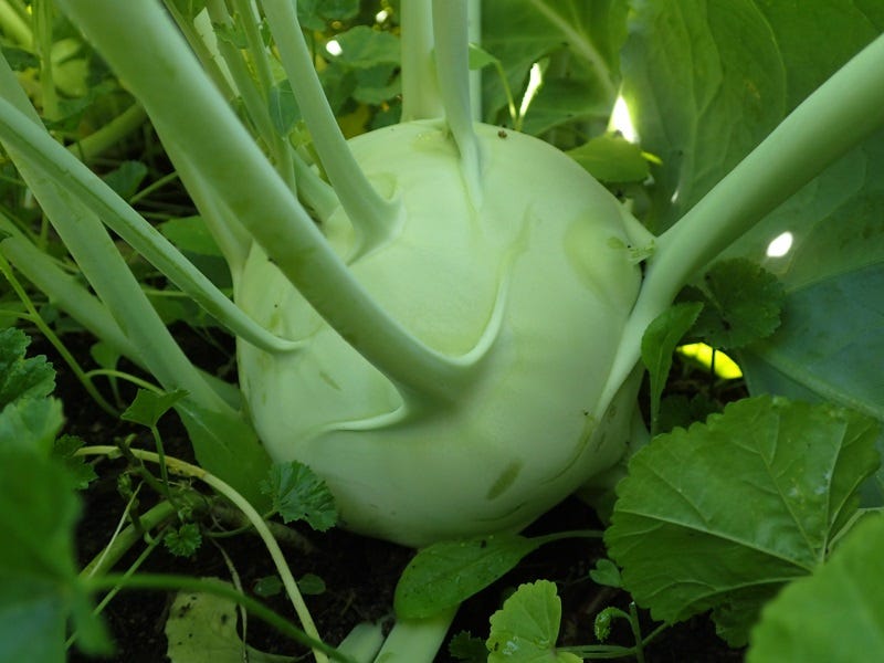 Kohlrabi-is-another-excellent-fall-crop